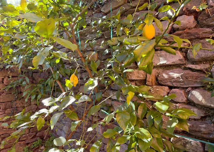 Angelina Bed and breakfast